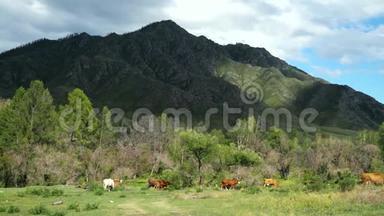 美丽的风景，有山树和牲畜。 3840x2160